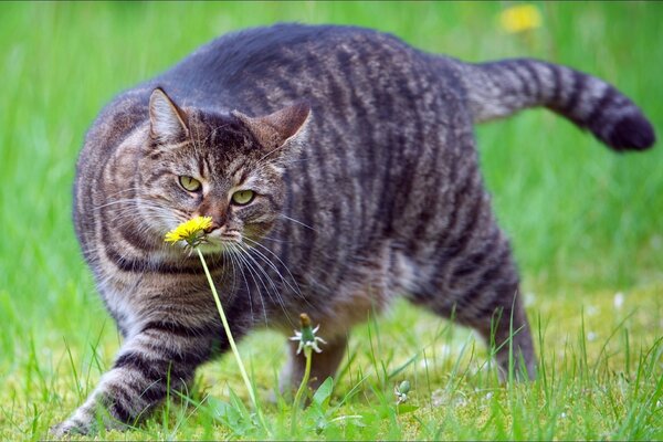 Chat rayé reniflant pissenlits dans la clairière