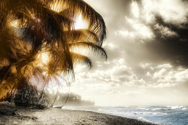 Palm trees on the beach by the ocean with waves