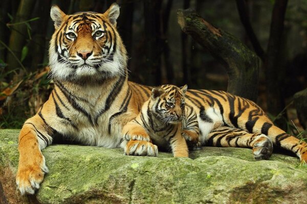 Tigres gatos salvajes de la selva