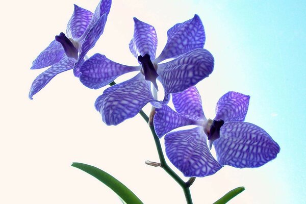 Blue bright orchid, nature in flower