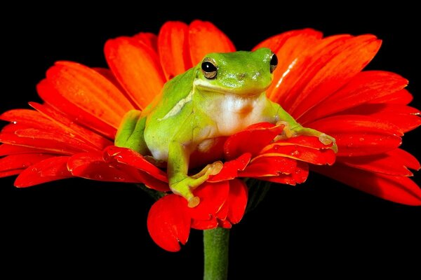 Frog on a red flower