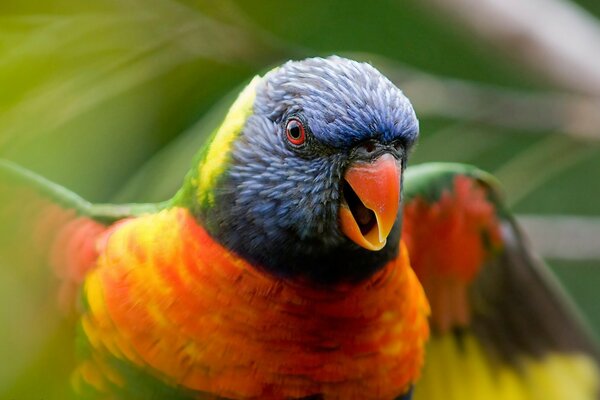 A multicolored bird looks into the frame