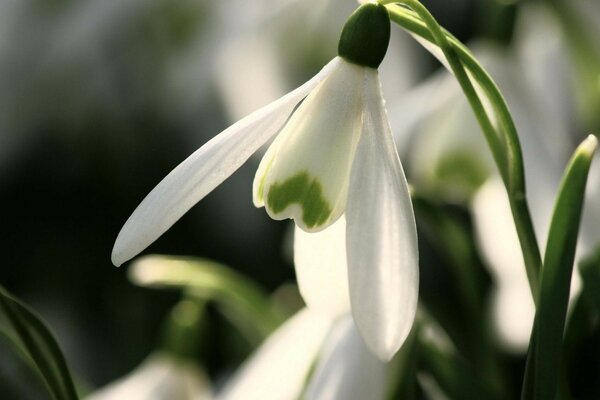 The first spring flowers bloomed