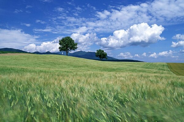 Pâturage et prairies par temps régional