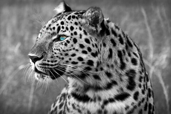 Picture of a leopard in black and white