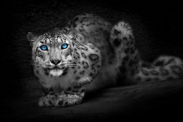 Hermoso leopardo blanco interesado con ojos azules Yari