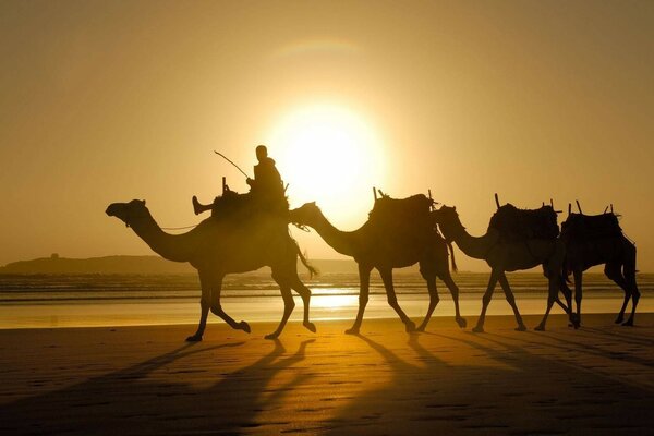 Desierto con camellos en la pantalla