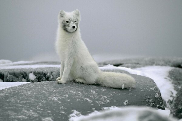 Arctic fox frosty cold winter