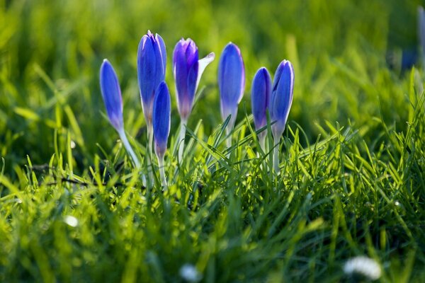 Schöne Blumen finden sich auf dem Heuhaufen