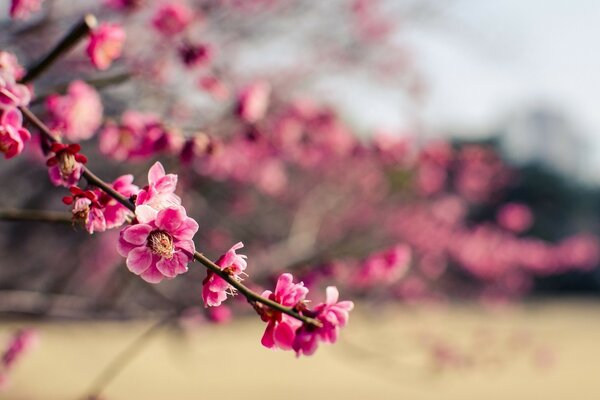 Kirschblüten im Frühling