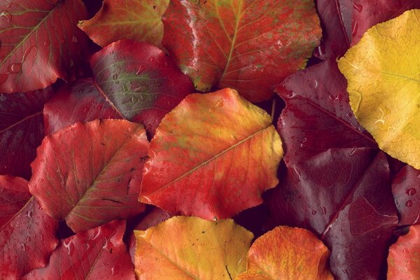 Fotos de texturas, outono e folhas para computadores!