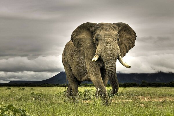 Il vecchio elefante cammina attraverso la radura