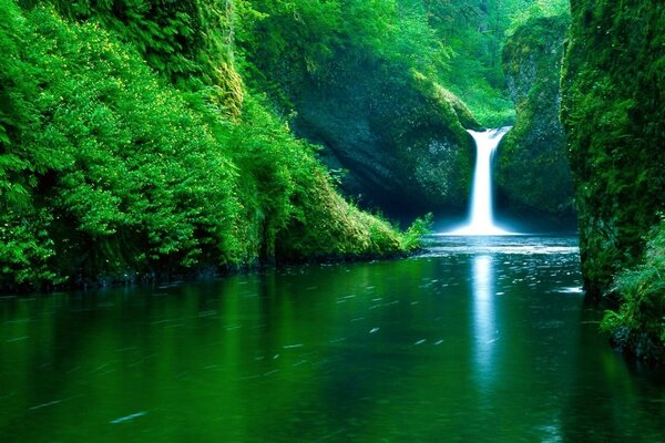 Ein Wasserfall, umgeben von grüner Natur