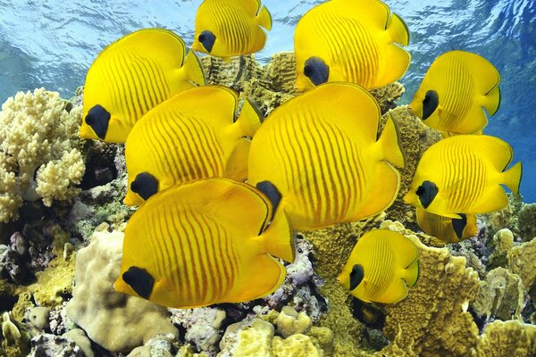 A school of fish swimming in the ocean