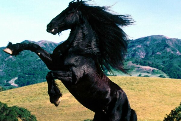 A black horse with a long mane