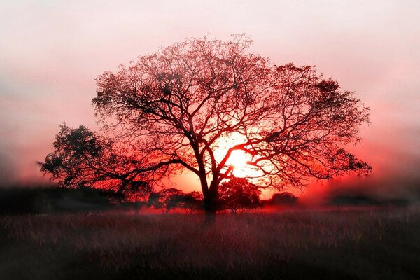 Árbol ramificado solitario en el sol de la puesta del sol