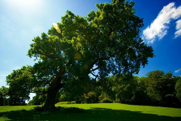 Green tree and blue sky on a bright summer landscape