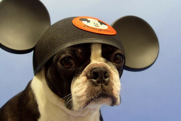 Cane carino con il cappello mikimaus