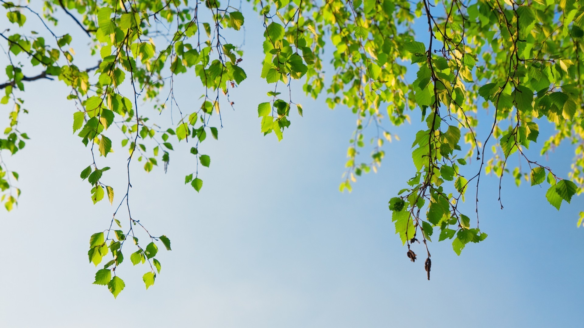 landscapes leaf nature branch growth tree flora lush summer fair weather ecology wood bright environment desktop sun outdoors fall garden season