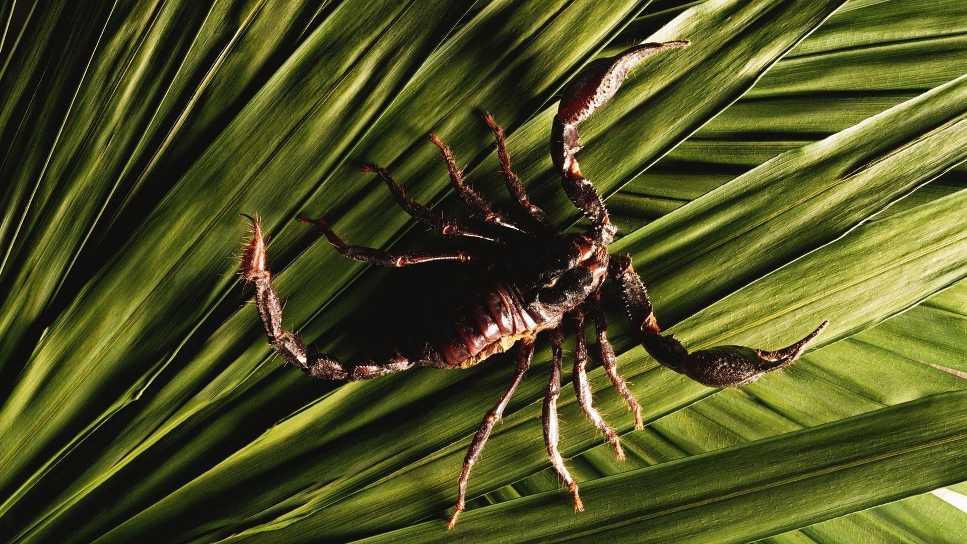 zwierzęta liść natura na zewnątrz flora drzewo ogród lato