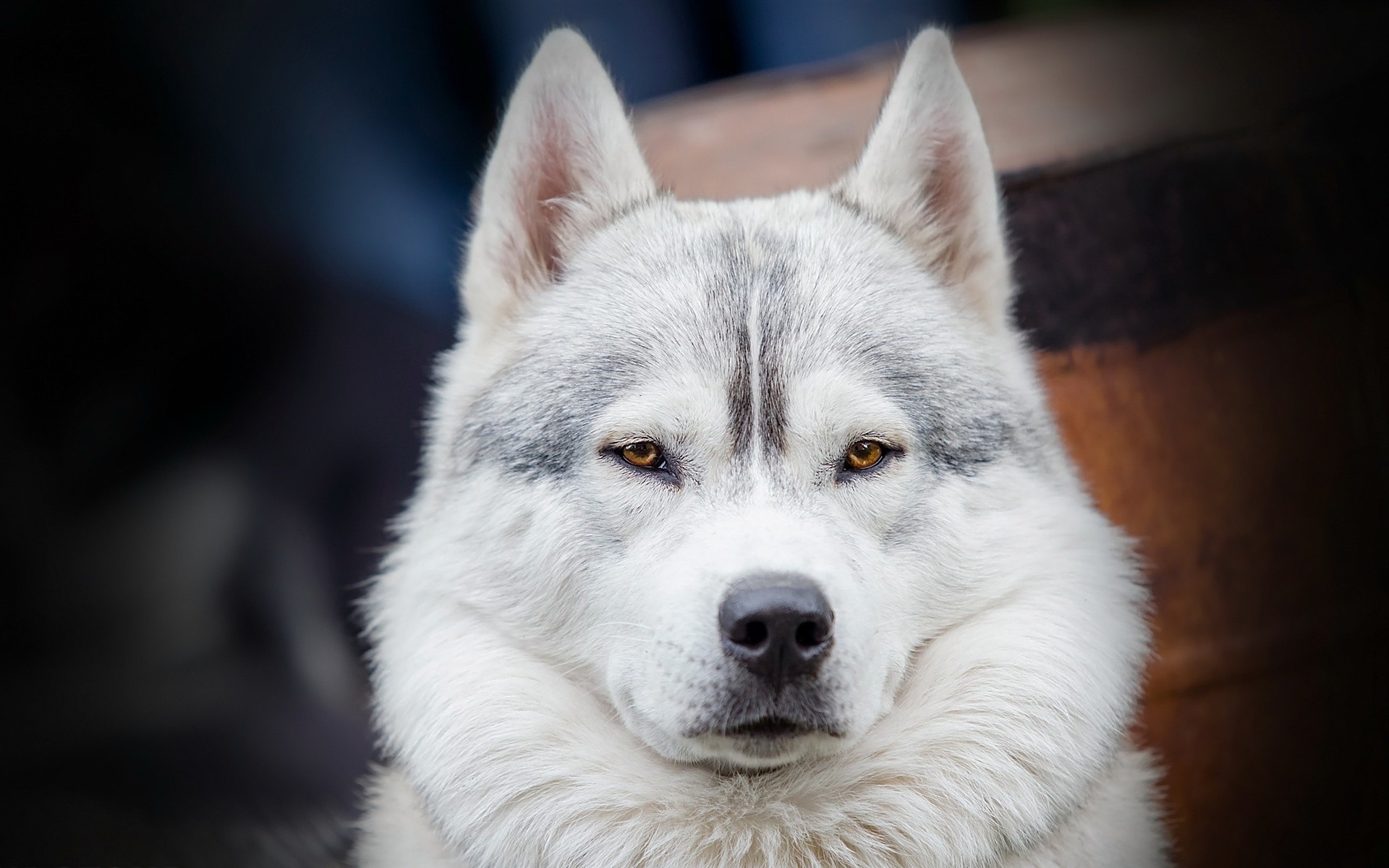 chien chien mammifère cynologue portrait mignon loup oeil animal animal de compagnie