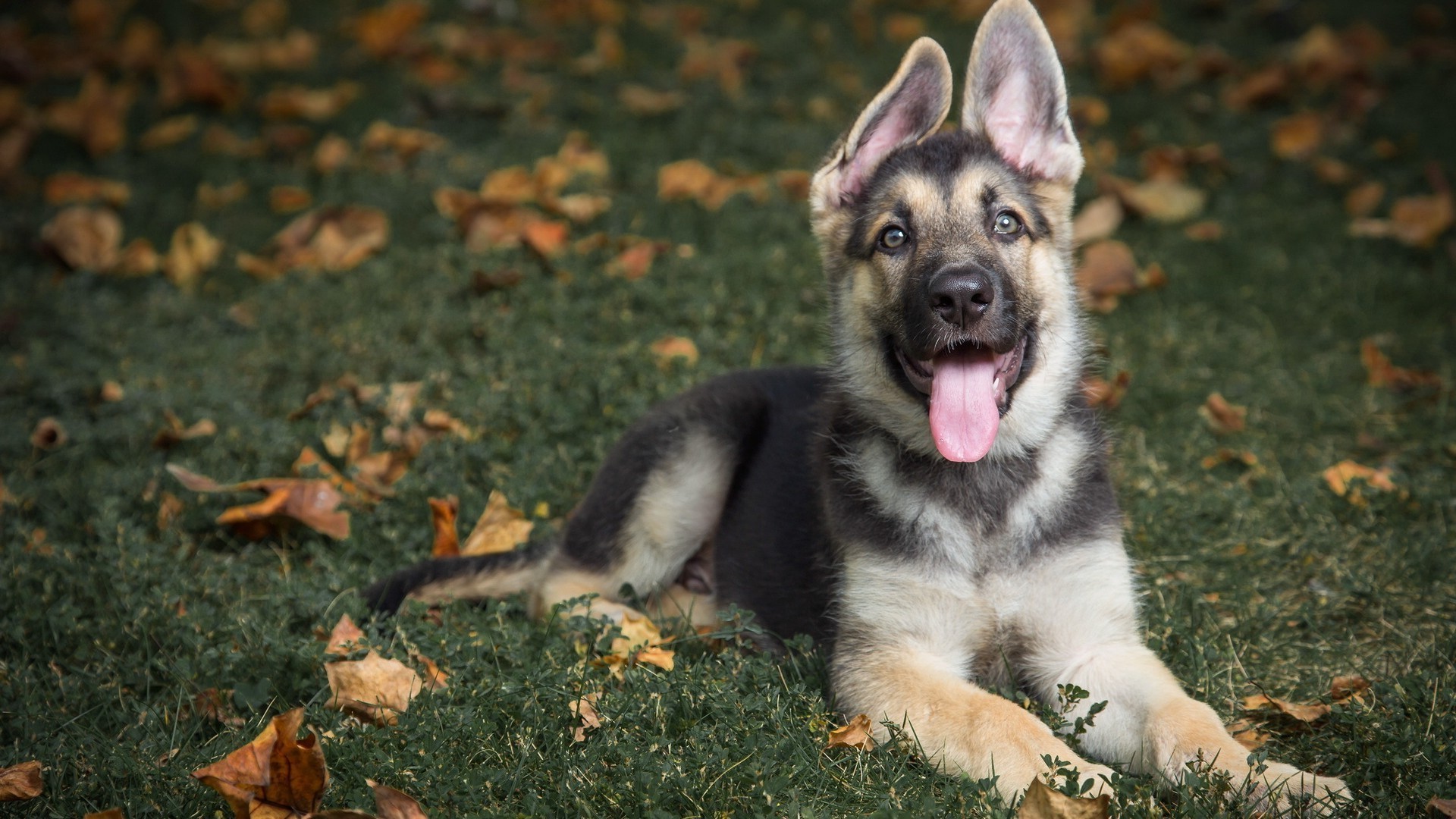 köpekler köpek sevimli memeli evde beslenen hayvan köpek eğitmeni hayvan portre köpek yavrusu çimen genç bir küçük tarama doğa