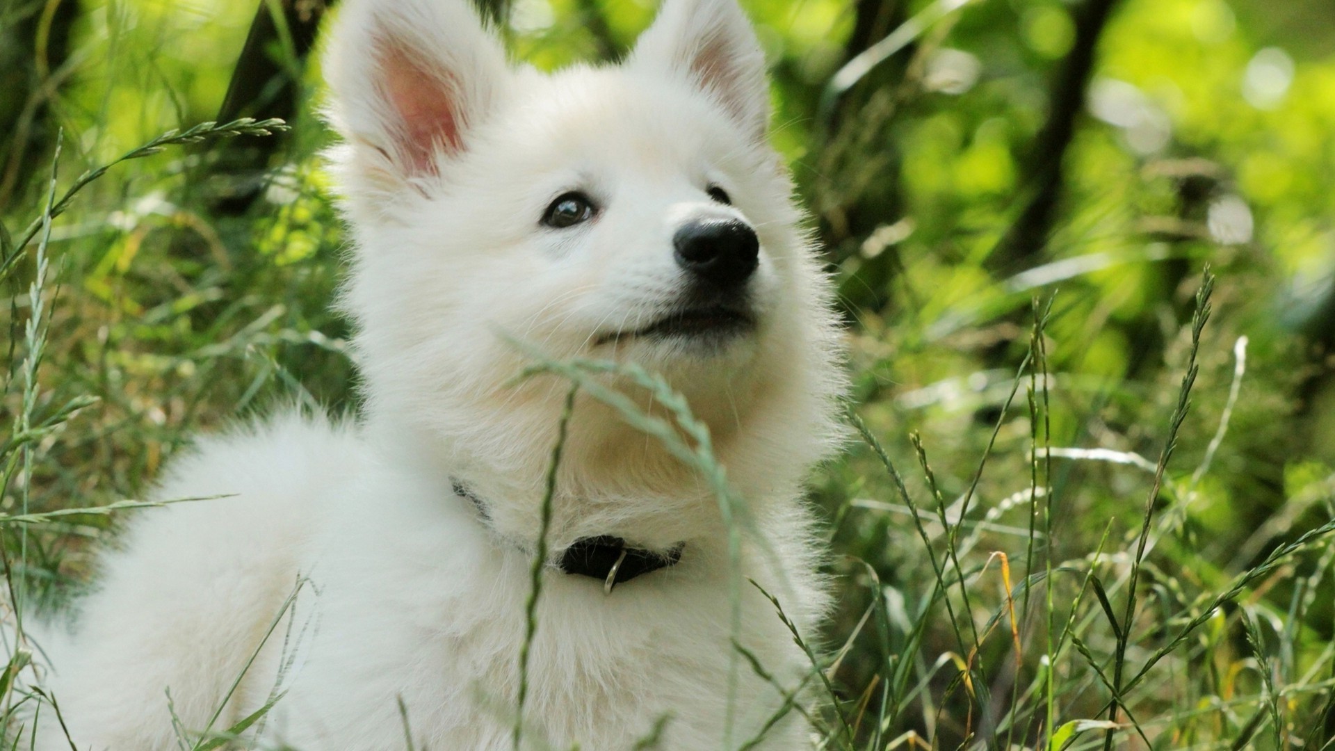 chien chien mignon nature animal herbe portrait mammifère cynologue fourrure animal de compagnie oeil vers le bas peu aperçu