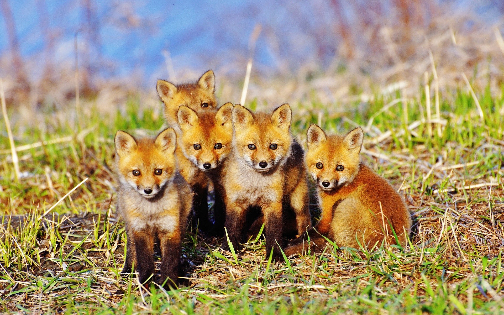 raposa mamífero vida selvagem animal natureza grama fofa selvagem