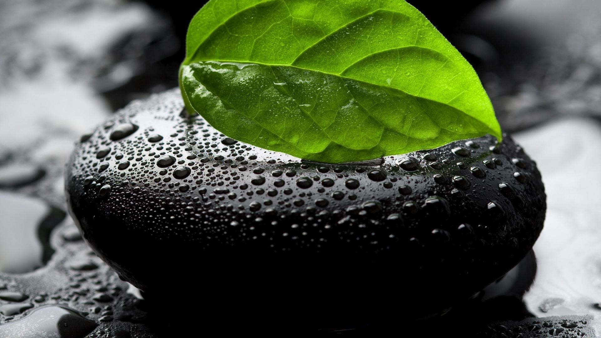 gotas y agua hoja naturaleza zen flora salud comida meditación