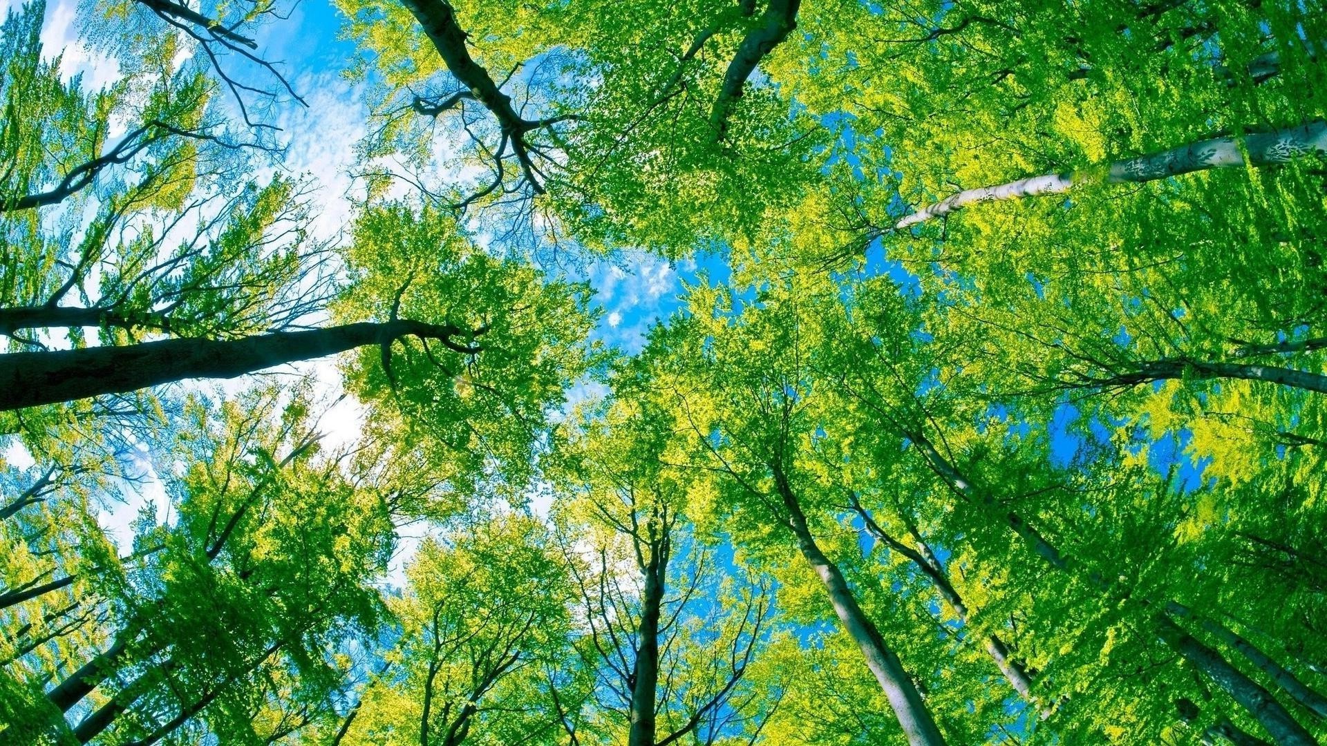 yaz ağaç doğa ahşap yaprak şube sezon flora manzara çevre park parlak büyüme sahne güzel hava yemyeşil şafak güneş gövde