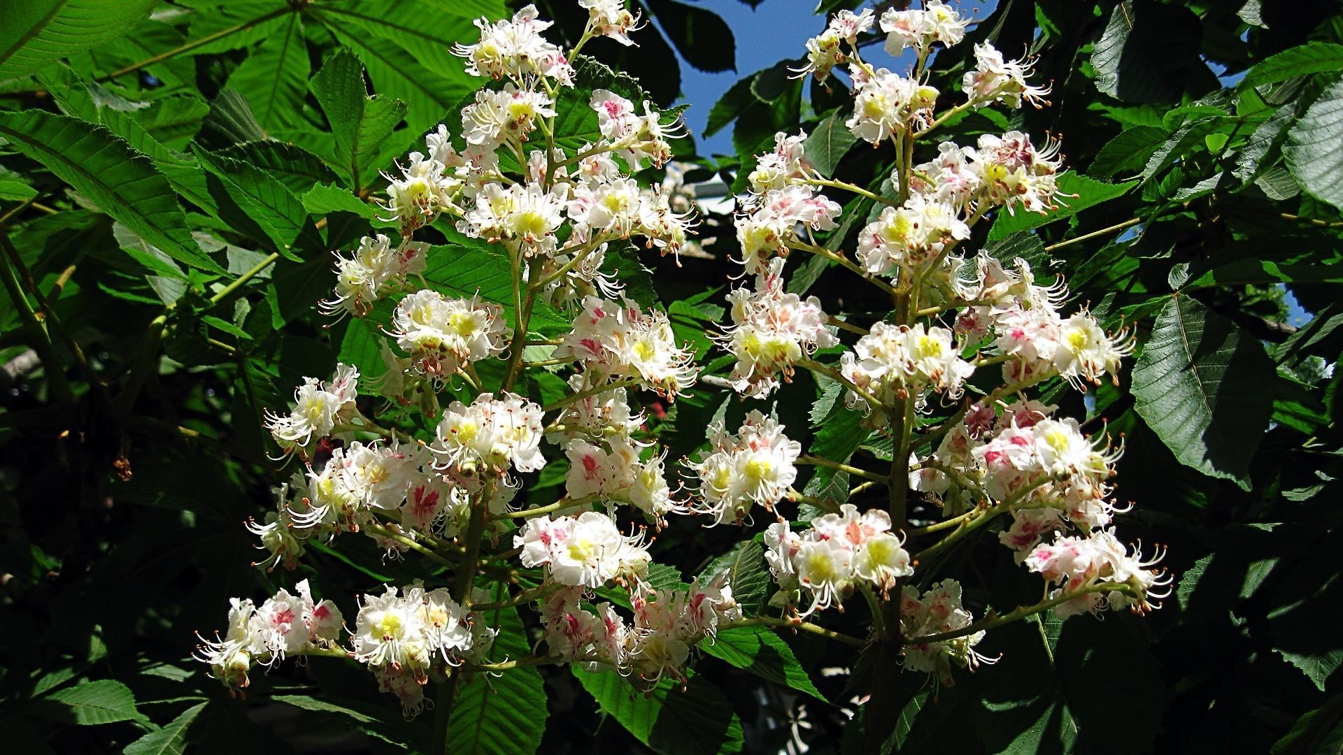 花 花 自然 植物 盛开 花园 花 花瓣 叶 夏天 生长 户外 颜色 季节 特写 灌木 植物 野生 花束 玫瑰