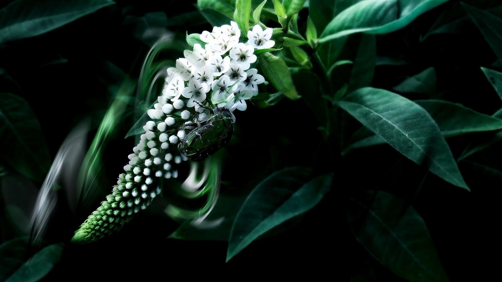 花 花 自然 植物群 叶 花 花园 装饰 树 花卉 盛开 特写 桌面 美丽