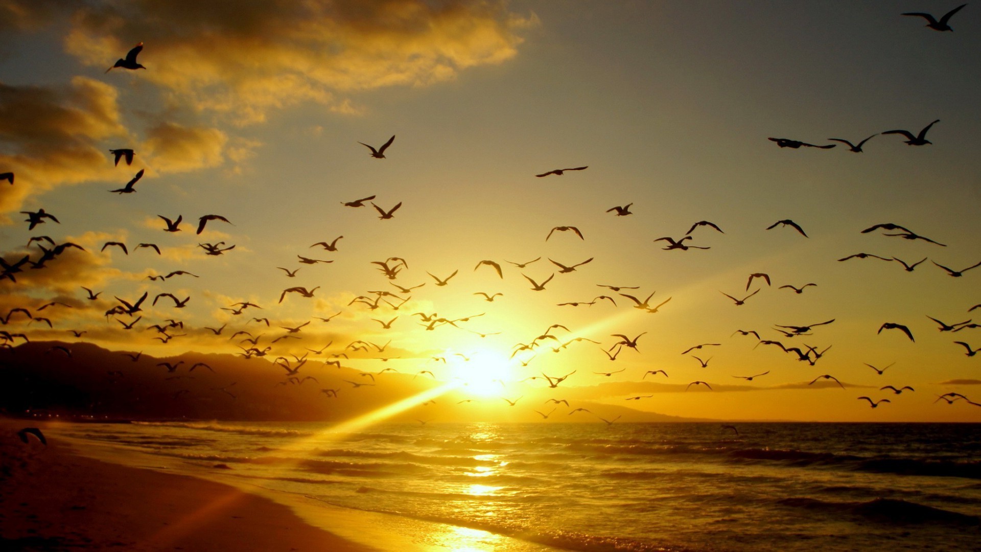 animals sunset dawn sun evening bird beach water sea ocean dusk sky silhouette seagulls goose backlit nature landscape reflection lake