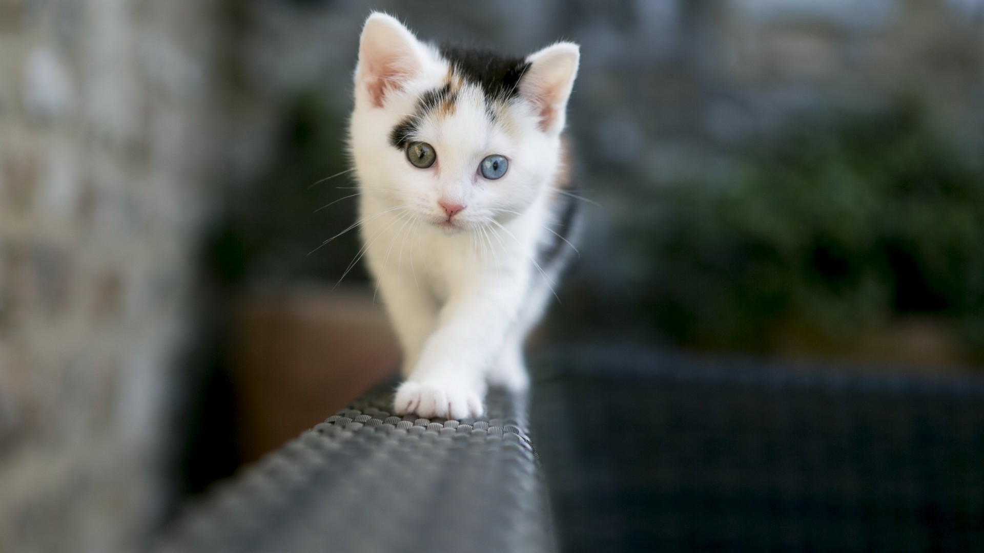 koty kot słodkie oko portret zwierzę futro natura kotek pet młody