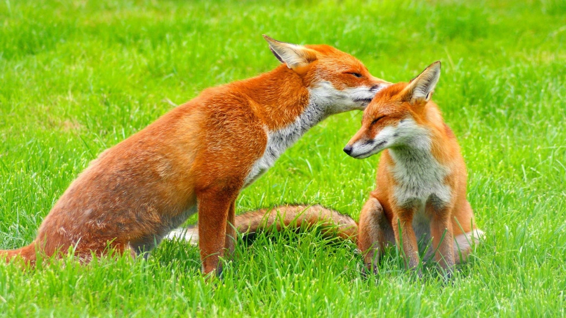 volpe mammifero erba animale carino natura pelliccia fauna selvatica fieno selvaggio piccolo bambino campo giovane