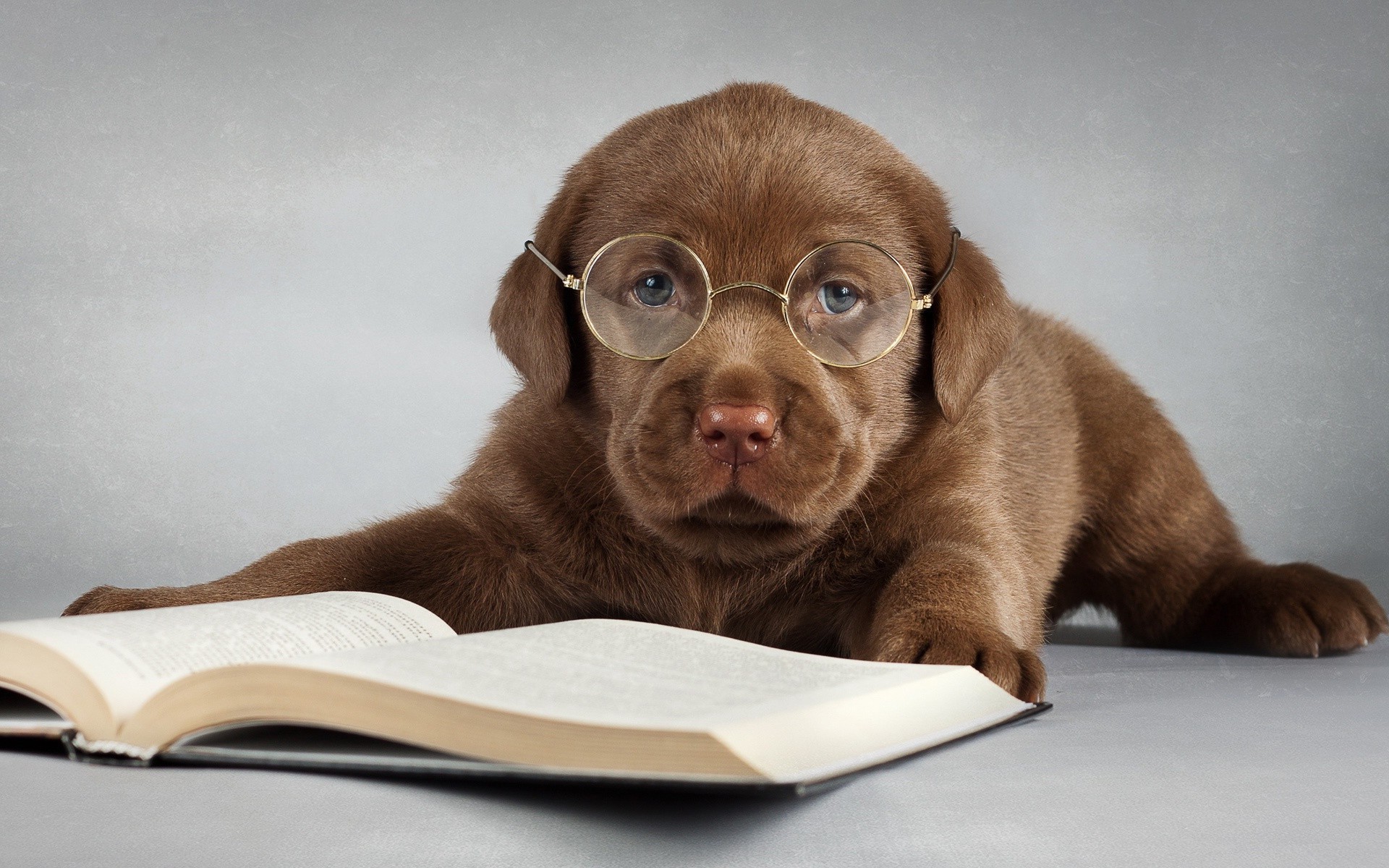 chien portrait chien mammifère mignon cynologue chiot animal de compagnie peu drôlement un animal lunettes