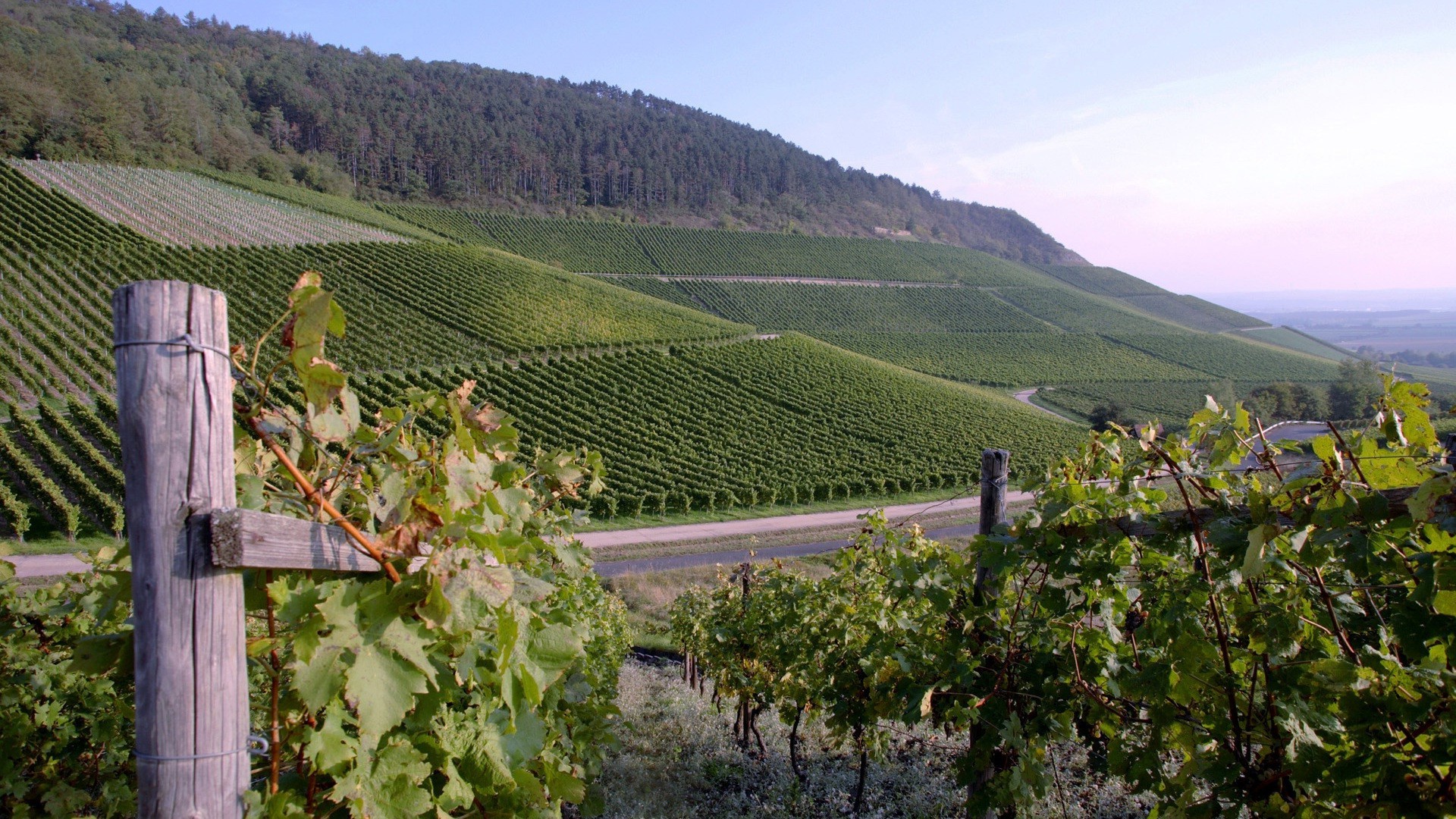 lugares famosos viñedo vid vinos viticultura grapevine agricultura bodega uva paisaje naturaleza vinificación viajes montañas colina granja al aire libre tierras cultivadas campo árbol