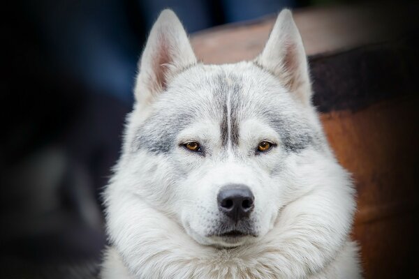 PORTRAIT D UN CHIEN SÉRIEUX