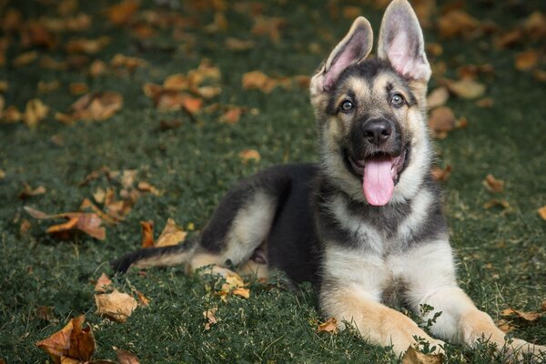 Sarı yapraklı çimenlerin üzerinde çoban köpeği yavrusu