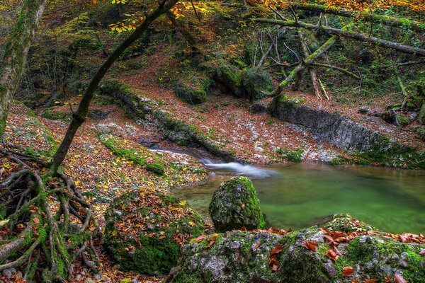 Das Bild ist ein schöner Herbstwald