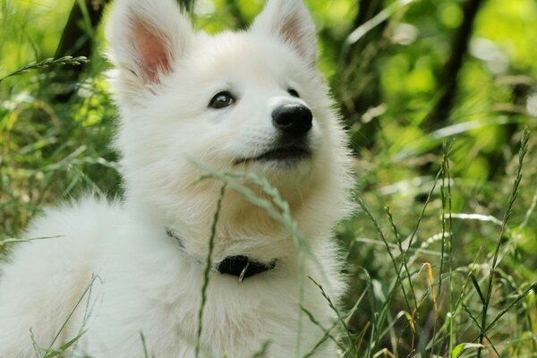 Cute white puppy in the grass