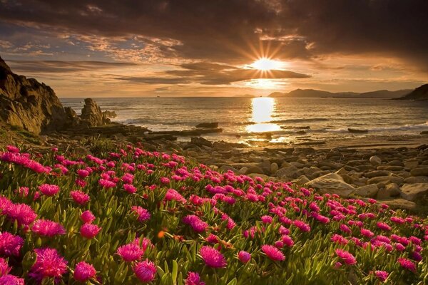 Rocky coast with flowers at sunset