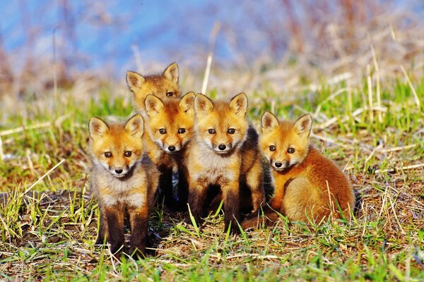 A family of red fox cubs in the grass