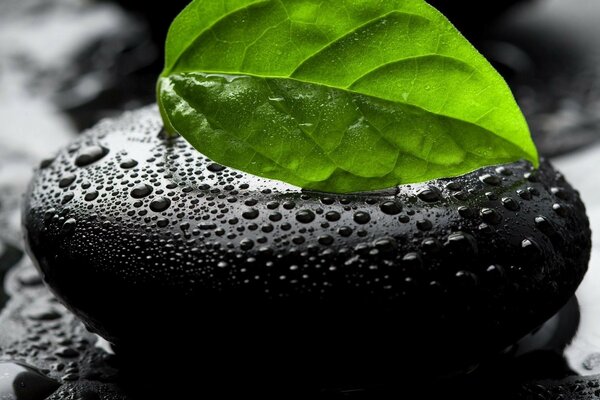 A green leaf on a smooth stone