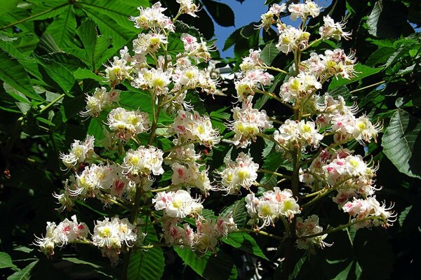 A flowering tree with white and pink flowers