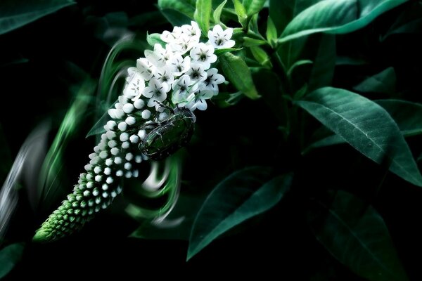 Impossible beauty white flower