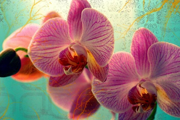 Pink orchid on a blue background