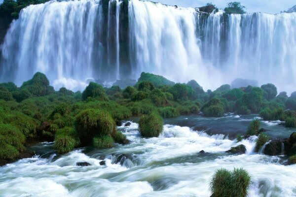 Green trees near the waterfall