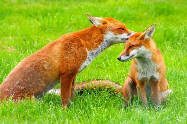 Dois bonitos chanterelles vermelhos na grama