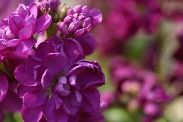 A blooming garden in pink tones